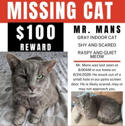 Lost Male Cat last seen Norton And Georgesville Rd, Columbus, OH 43123