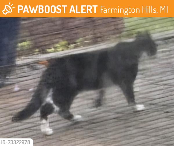 Found/Stray Unknown Cat last seen 12 Mile and Orchard Lake Road, Farmington Hills, MI 48334