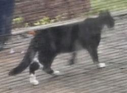 Found/Stray Unknown Cat last seen 12 Mile and Orchard Lake Road, Farmington Hills, MI 48334