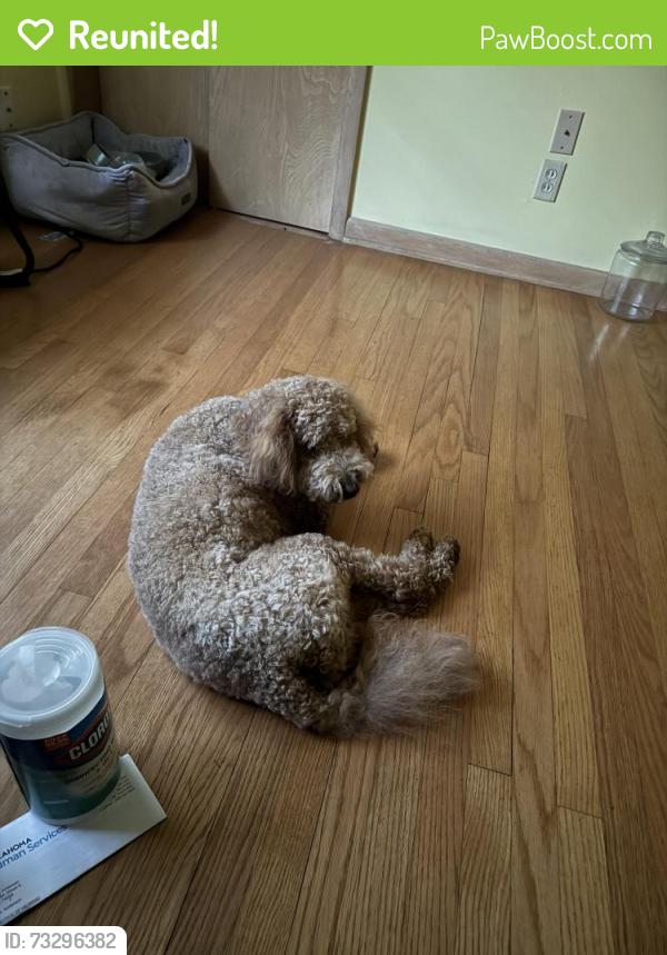 Reunited Male Dog last seen Raytown Rd and Gregory, Jackson County, MO 64138