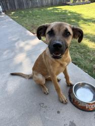 Found/Stray Female Dog last seen Wiley Post Park, Oklahoma City, OK 73109