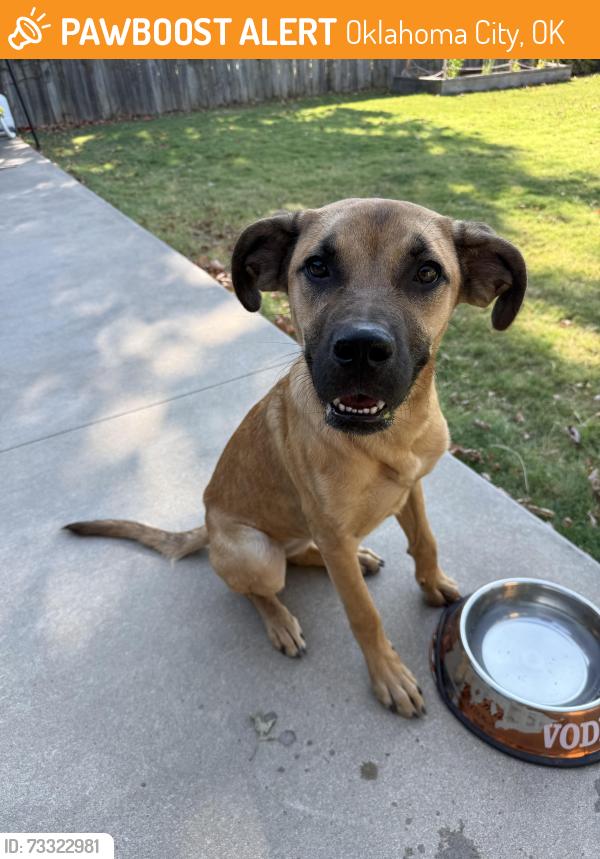 Found/Stray Female Dog last seen Wiley Post Park, Oklahoma City, OK 73109