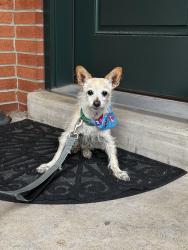 Reunited Male Dog last seen South drive & Ryan drive, Allentown, PA 18103