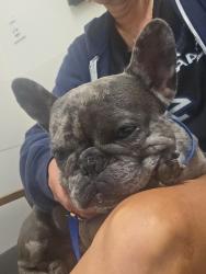 Lost Male Dog last seen 119th, Largo, FL 33774