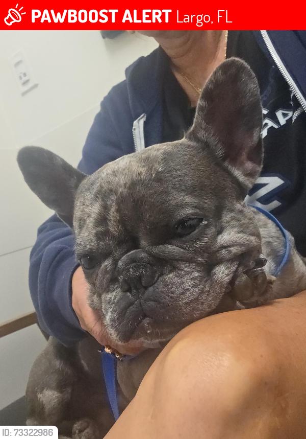 Lost Male Dog last seen 119th, Largo, FL 33774