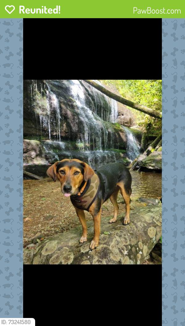Reunited Female Dog last seen Little Pine Road Marshall, Marshall, NC 28753