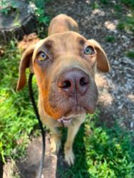 Shelter Stray Male Dog last seen Near Edmondson Ave, 21223, MD, 2490 Giles Rd, Baltimore, MD 21225, USA