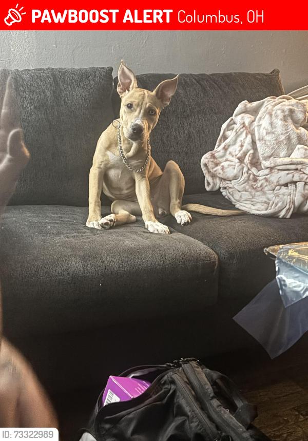 Lost Female Dog last seen Polaris Mall, Columbus, OH 43240