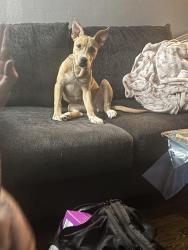 Lost Female Dog last seen Polaris Mall, Columbus, OH 43240