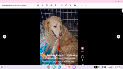 Reunited Male Dog last seen Honor roll rd, right off of Nilan Hill Rd., Springhill Township, PA 15474