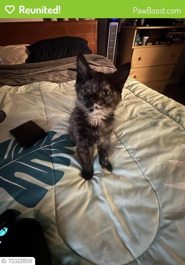 Reunited Female Cat last seen 2nd place and e Charleston ave, Phoenix, AZ 85022