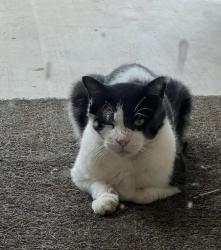 Reunited Male Cat last seen Decordova, Granbury, TX 76049