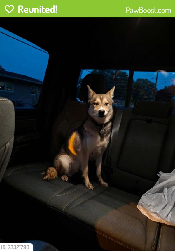 Reunited Male Dog last seen Union Avenue, Prospect, Erie, PA 16510