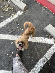 Found/Stray Male Dog last seen Cable ranch rd, San Antonio, TX 78245