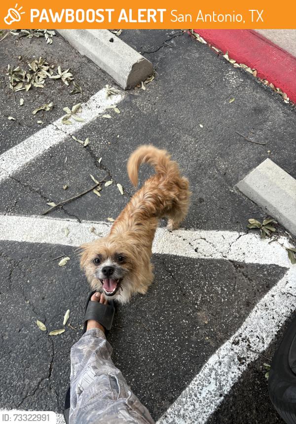 Found/Stray Male Dog last seen Cable ranch rd, San Antonio, TX 78245