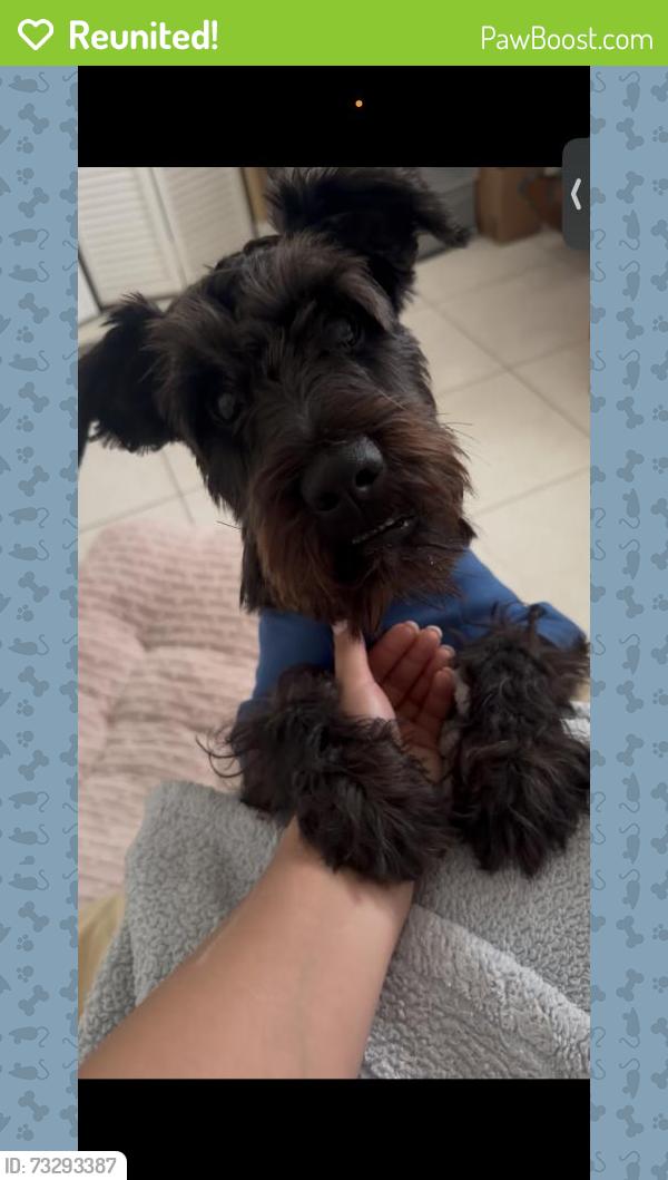 Reunited Male Dog last seen Near SW 124th Ct, Miami, FL 33184, USA, Miami, FL 33184