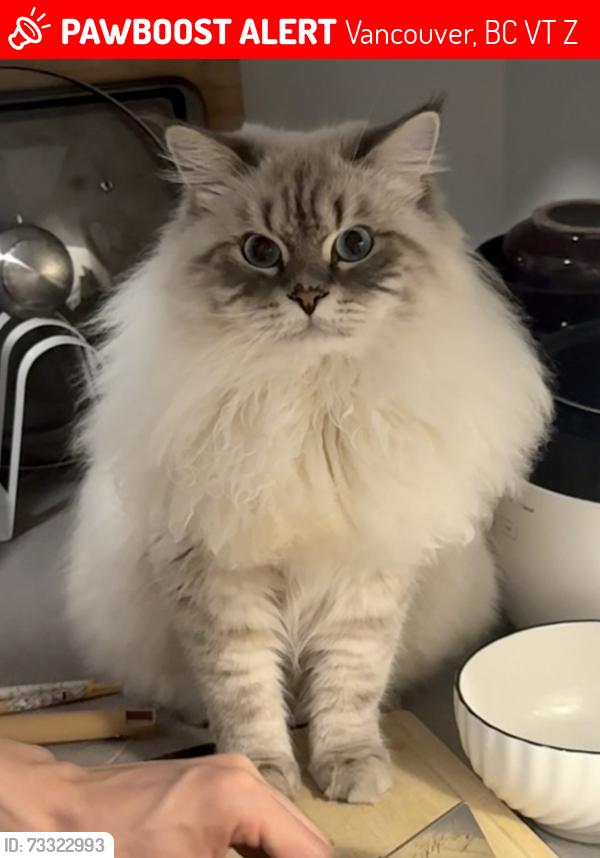 Lost Male Cat last seen Near Thunderbird Blvd, Vancouver, BC V6T 1Z4