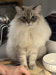 Lost Male Cat last seen Near Thunderbird Blvd, Vancouver, BC V6T 1Z4