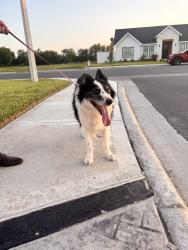 Reunited Male Dog last seen Freddy Gonzalez Rd, McAllen, TX 78504, USA, McAllen, TX 78504