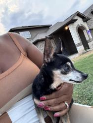 Found/Stray Female Dog last seen Selma elementary, Selma, TX 78154