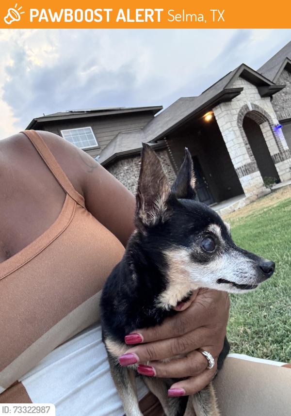 Found/Stray Female Dog last seen Selma elementary, Selma, TX 78154