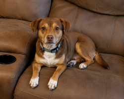 Lost Male Dog last seen Whitleyville fairgrounds, Whitleyville, TN 38588