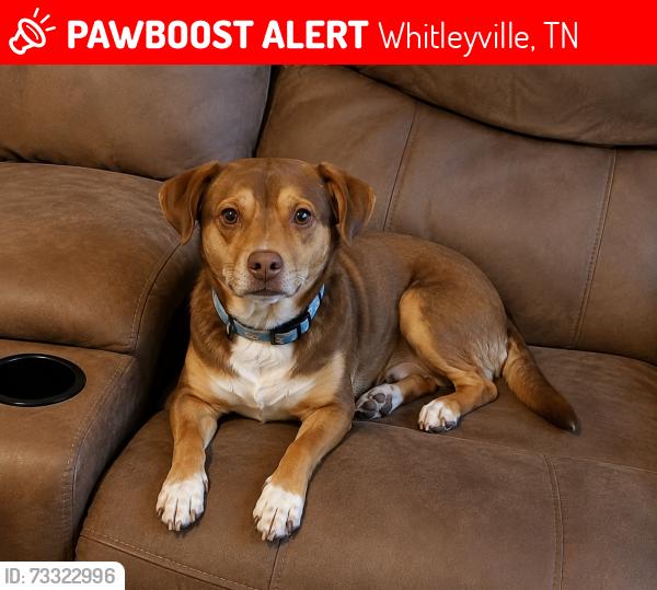 Lost Male Dog last seen Whitleyville fairgrounds, Whitleyville, TN 38588