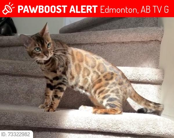 Lost Female Cat last seen Albany, Edmonton, AB T6V 0G6