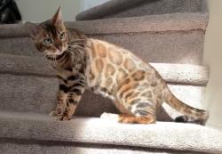 Lost Female Cat last seen Albany, Edmonton, AB T6V 0G6