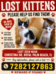 Lost Female Cat last seen Near, Royal Palm Beach, FL 33414