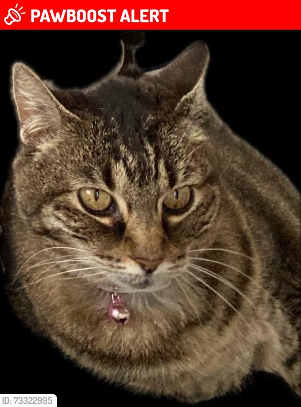 Lost Female Cat last seen Mt. Hermon Way and New York Avenue, Ocean Grove, Neptune Township, NJ 07756