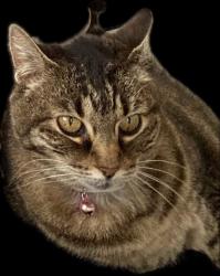 Lost Female Cat last seen Mt. Hermon Way and New York Avenue, Ocean Grove, Neptune Township, NJ 07756