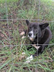 Reunited Male Dog last seen Westmoore, Seagrove, NC 27341