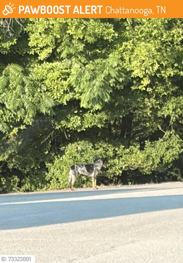 Found/Stray Unknown Dog last seen claude ramsay and highway 58, Chattanooga, TN 37416
