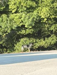 Found/Stray Unknown Dog last seen claude ramsay and highway 58, Chattanooga, TN 37416