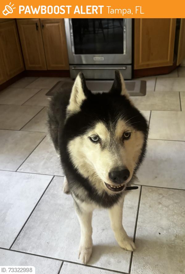 Found/Stray Male Dog last seen Lake Ellen Drive And Hardaman Place, Tampa, FL 33618
