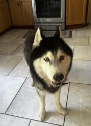 Found/Stray Male Dog last seen Lake Ellen Drive And Hardaman Place, Tampa, FL 33618