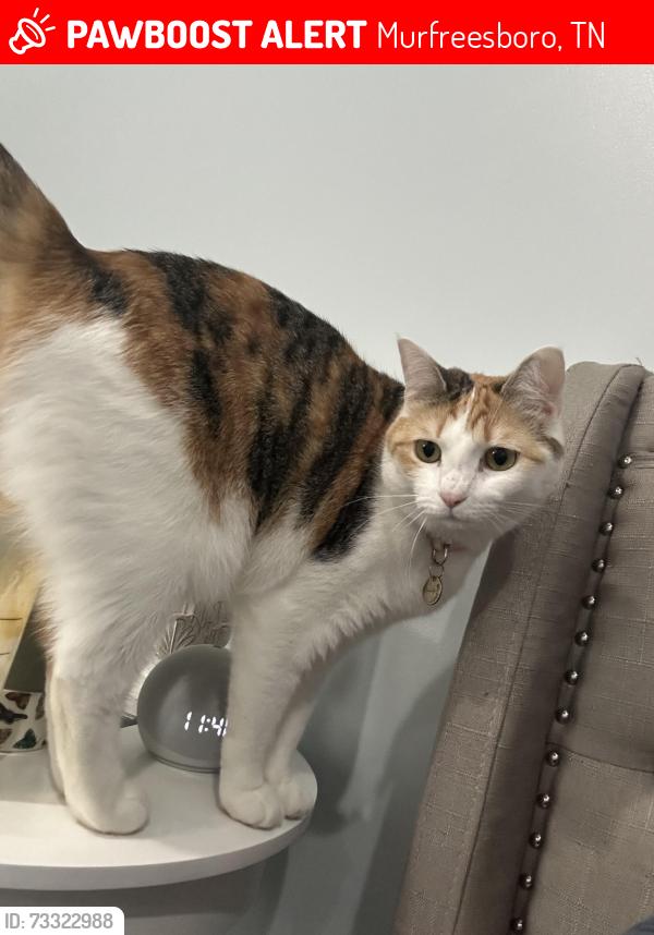 Lost Female Cat last seen Blackman Oaks neighborhood behind Blackman middle, Murfreesboro, TN 37128