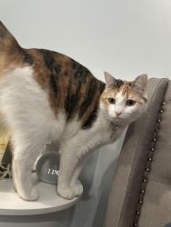 Lost Female Cat last seen Blackman Oaks neighborhood behind Blackman middle, Murfreesboro, TN 37128