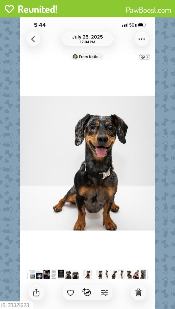 Reunited Female Dog last seen Pine Street & St. John’s Ave., Jacksonville, FL 32205