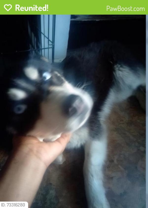 Reunited Female Dog last seen East Brookside Ave & Rural, Indianapolis, IN 46218