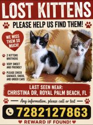 Lost Female Cat last seen Near, Royal Palm Beach, FL 33414