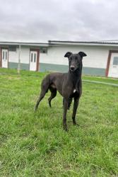 Reunited Male Dog last seen Pisgah Shadows & Stoney Brook Rd., Transylvania County, NC 28766