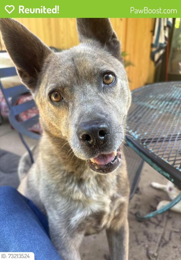 Reunited Female Dog last seen At our home, not sure what time she escaped, Greenville, SC 29607