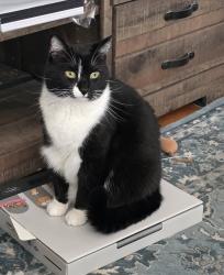 Reunited Male Cat last seen French street, Jeffersonville, IN 47130
