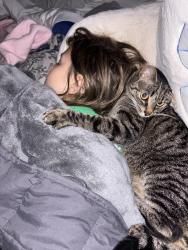 Lost Male Cat last seen Booher dr, Bristol, TN 37620