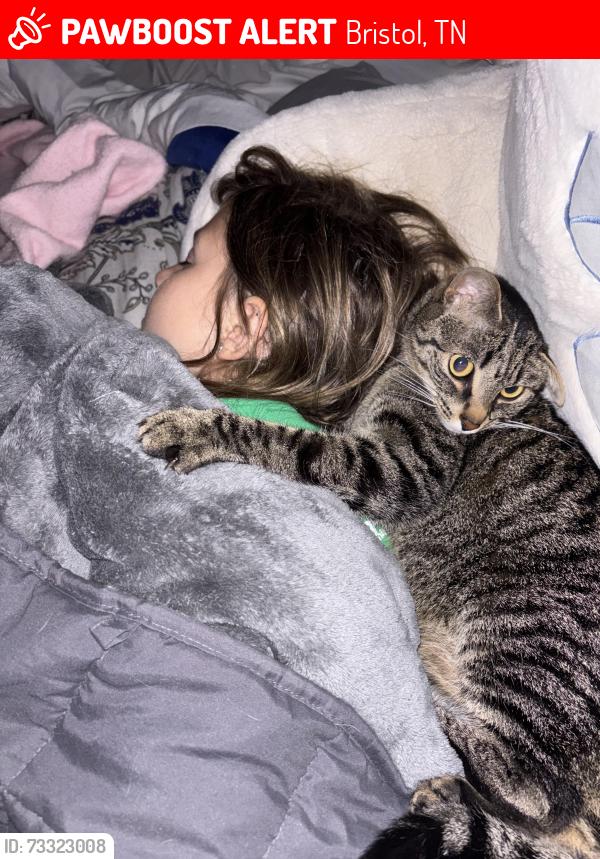 Lost Male Cat last seen Booher dr, Bristol, TN 37620
