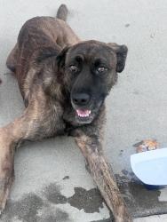 Found/Stray Male Dog last seen Trumble & Mapes, Perris, CA 92570