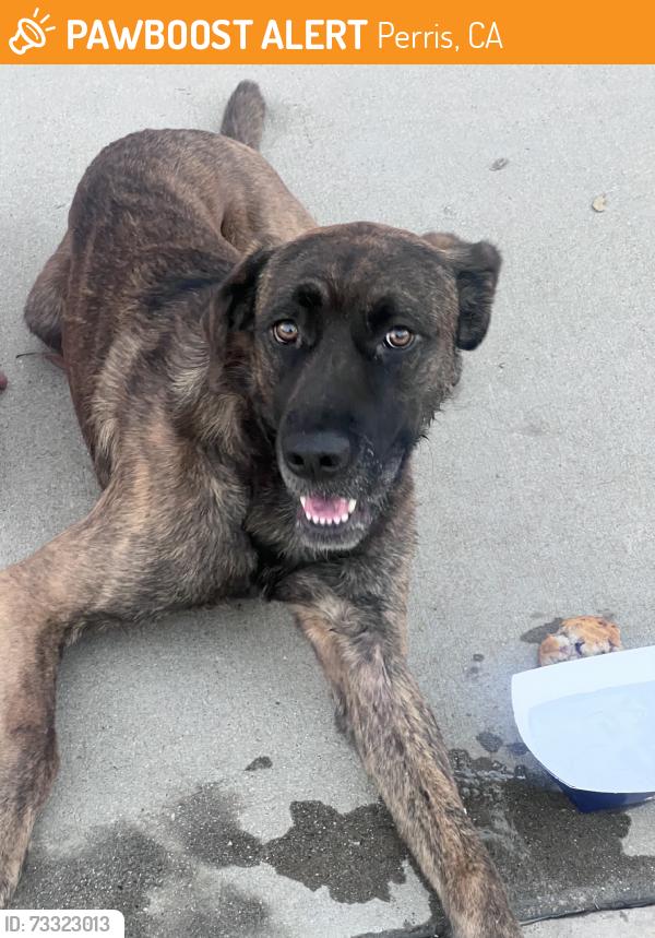 Found/Stray Male Dog last seen Trumble & Mapes, Perris, CA 92570