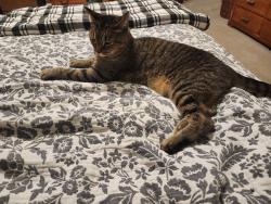 Lost Female Cat last seen Forest Glen Drive/Walden Way, Imperial, PA 15126